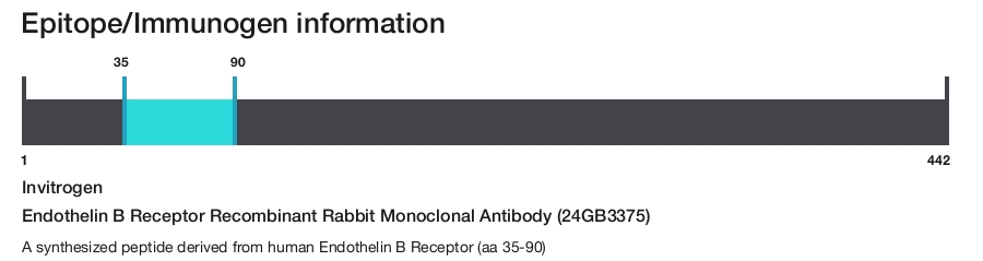 Endothelin B Receptor Recombinant Rabbit Monoclonal Antibody (24GB3375)