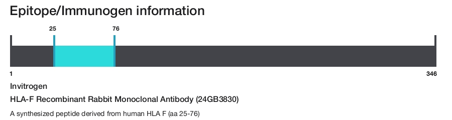 HLA-F Recombinant Rabbit Monoclonal Antibody (24GB3830)