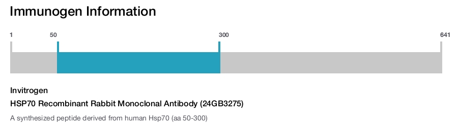 HSP70 Recombinant Rabbit Monoclonal Antibody (24GB3275)