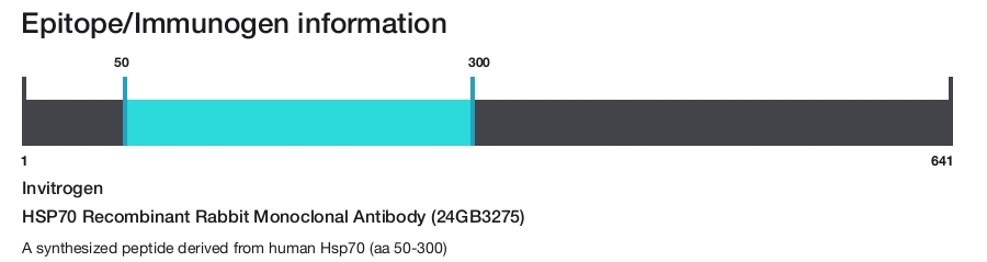 HSP70 Recombinant Rabbit Monoclonal Antibody (24GB3275)