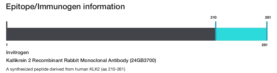 Kallikrein 2 Recombinant Rabbit Monoclonal Antibody (24GB3700)