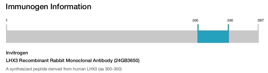 LHX3 Recombinant Rabbit Monoclonal Antibody (24GB3650)