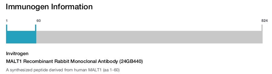 MALT1 Recombinant Rabbit Monoclonal Antibody (24GB440)