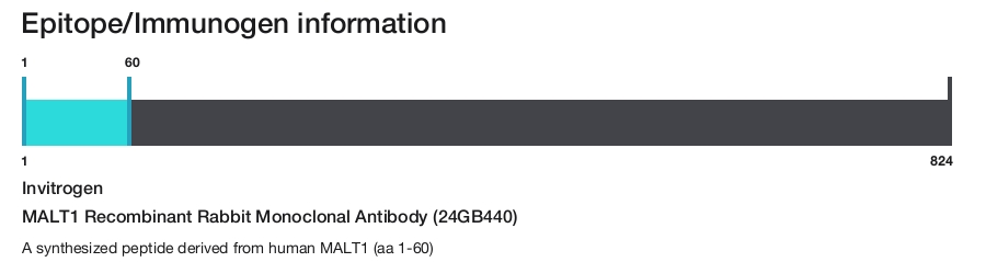 MALT1 Recombinant Rabbit Monoclonal Antibody (24GB440)