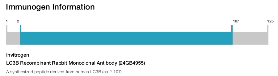 LC3B Recombinant Rabbit Monoclonal Antibody (24GB4955)