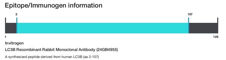LC3B Recombinant Rabbit Monoclonal Antibody (24GB4955)