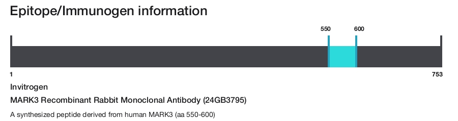 MARK3 Recombinant Rabbit Monoclonal Antibody (24GB3795)
