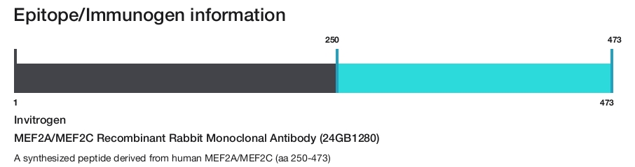 MEF2A/MEF2C Recombinant Rabbit Monoclonal Antibody (24GB1280)
