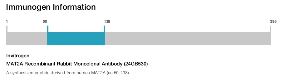 MAT2A Recombinant Rabbit Monoclonal Antibody (24GB530)