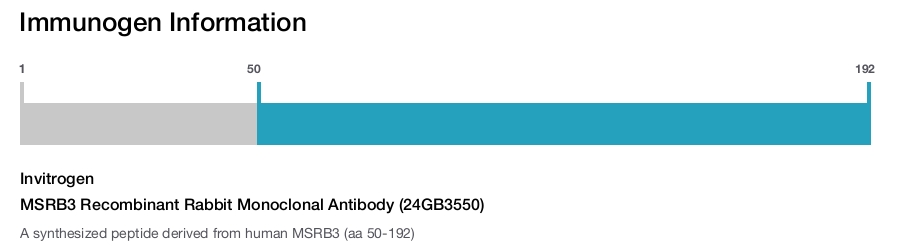 MSRB3 Recombinant Rabbit Monoclonal Antibody (24GB3550)