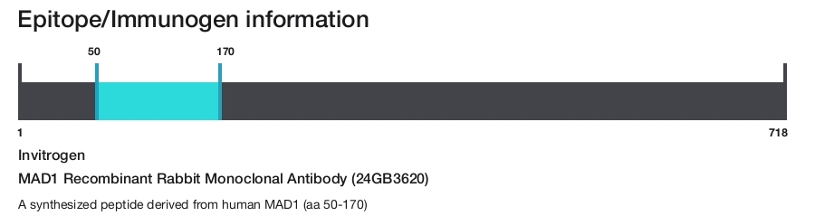 MAD1 Recombinant Rabbit Monoclonal Antibody (24GB3620)