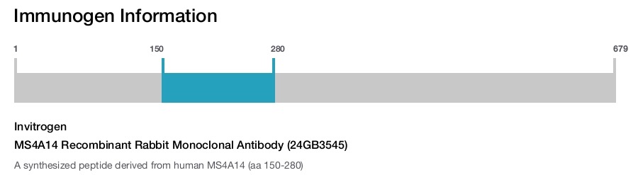 MS4A14 Recombinant Rabbit Monoclonal Antibody (24GB3545)
