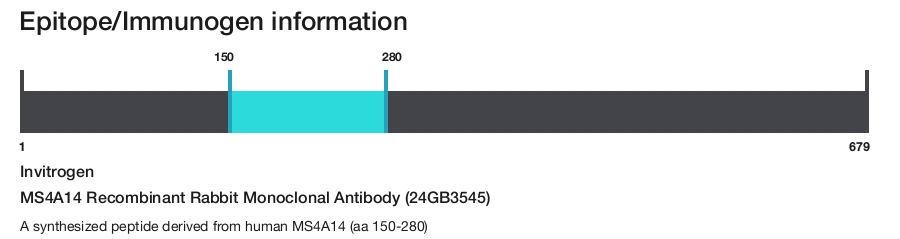 MS4A14 Recombinant Rabbit Monoclonal Antibody (24GB3545)