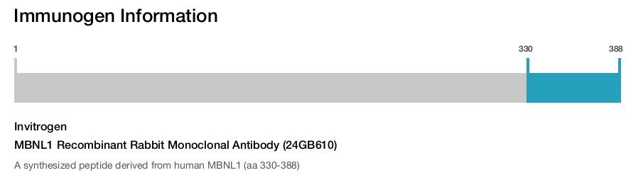 MBNL1 Recombinant Rabbit Monoclonal Antibody (24GB610)