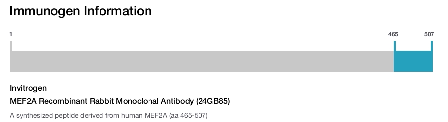MEF2A Recombinant Rabbit Monoclonal Antibody (24GB85)
