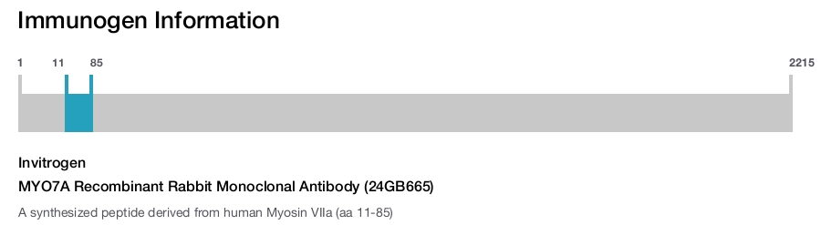 MYO7A Recombinant Rabbit Monoclonal Antibody (24GB665)