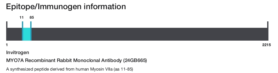 MYO7A Recombinant Rabbit Monoclonal Antibody (24GB665)
