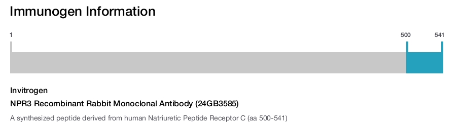 NPR3 Recombinant Rabbit Monoclonal Antibody (24GB3585)