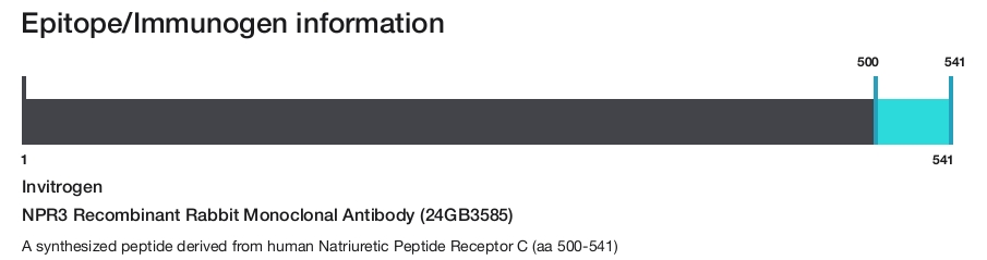 NPR3 Recombinant Rabbit Monoclonal Antibody (24GB3585)
