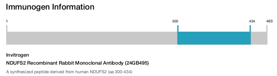 NDUFS2 Recombinant Rabbit Monoclonal Antibody (24GB495)