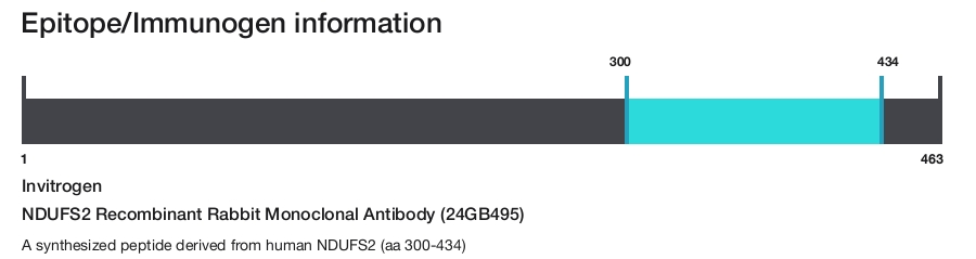 NDUFS2 Recombinant Rabbit Monoclonal Antibody (24GB495)