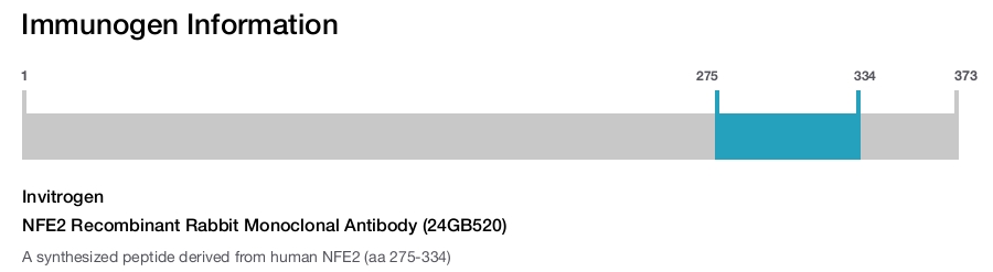 NFE2 Recombinant Rabbit Monoclonal Antibody (24GB520)
