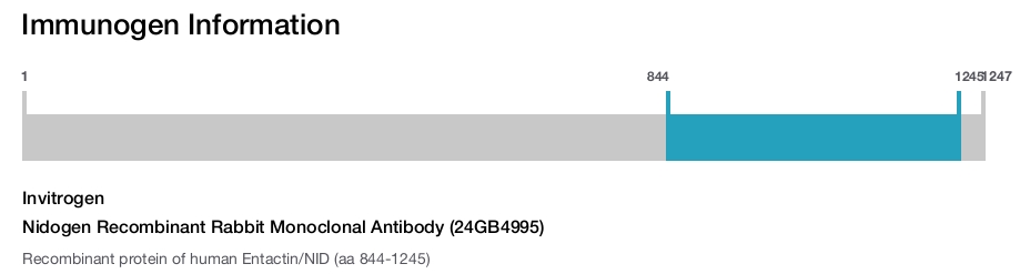 Nidogen Recombinant Rabbit Monoclonal Antibody (24GB4995)