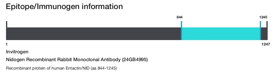 Nidogen Recombinant Rabbit Monoclonal Antibody (24GB4995)