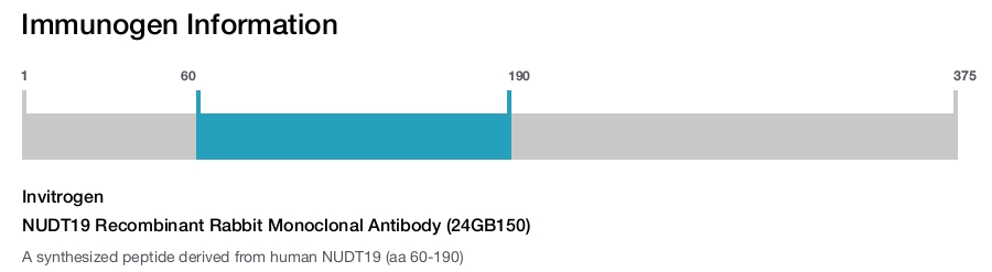 NUDT19 Recombinant Rabbit Monoclonal Antibody (24GB150)