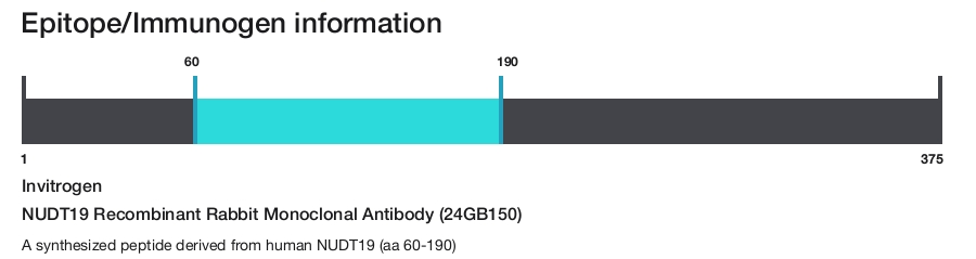 NUDT19 Recombinant Rabbit Monoclonal Antibody (24GB150)