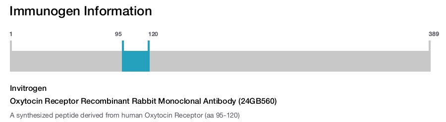 Oxytocin Receptor Recombinant Rabbit Monoclonal Antibody (24GB560)