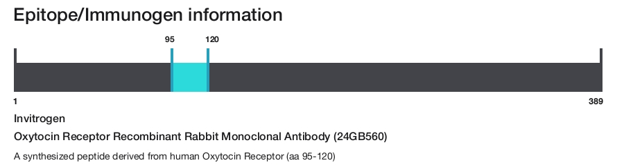 Oxytocin Receptor Recombinant Rabbit Monoclonal Antibody (24GB560)