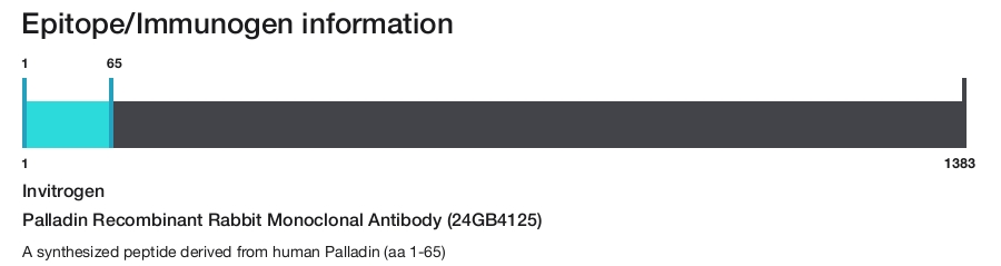 Palladin Recombinant Rabbit Monoclonal Antibody (24GB4125)