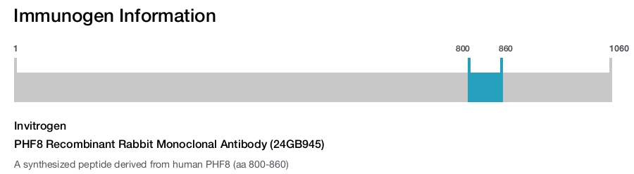 PHF8 Recombinant Rabbit Monoclonal Antibody (24GB945)