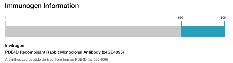PDE4D Recombinant Rabbit Monoclonal Antibody (24GB4095)