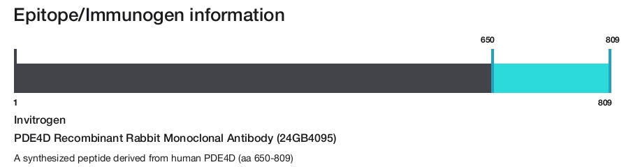 PDE4D Recombinant Rabbit Monoclonal Antibody (24GB4095)