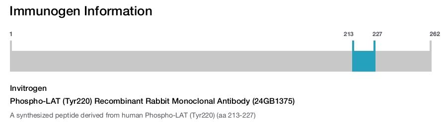 Phospho-LAT (Tyr220) Recombinant Rabbit Monoclonal Antibody (24GB1375)