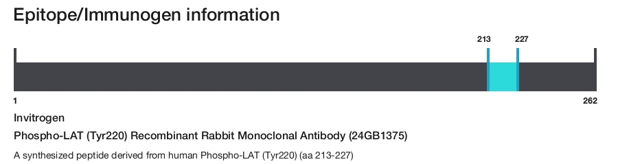 Phospho-LAT (Tyr220) Recombinant Rabbit Monoclonal Antibody (24GB1375)