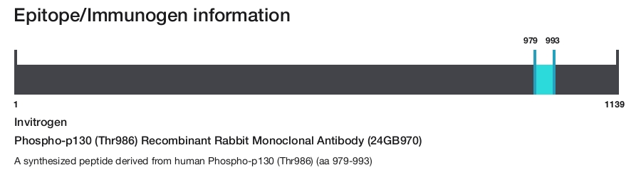 Phospho-p130 (Thr986) Recombinant Rabbit Monoclonal Antibody (24GB970)