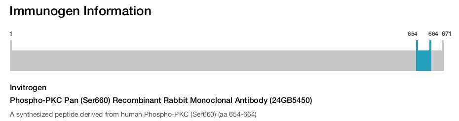 Phospho-PKC Pan (Ser660) Recombinant Rabbit Monoclonal Antibody (24GB5450)