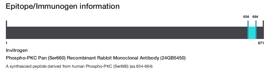 Phospho-PKC Pan (Ser660) Recombinant Rabbit Monoclonal Antibody (24GB5450)