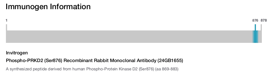 Phospho-PRKD2 (Ser876) Recombinant Rabbit Monoclonal Antibody (24GB1655)