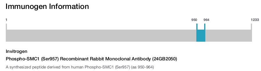 Phospho-SMC1 (Ser957) Recombinant Rabbit Monoclonal Antibody (24GB2050)