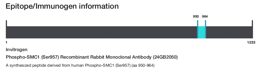 Phospho-SMC1 (Ser957) Recombinant Rabbit Monoclonal Antibody (24GB2050)