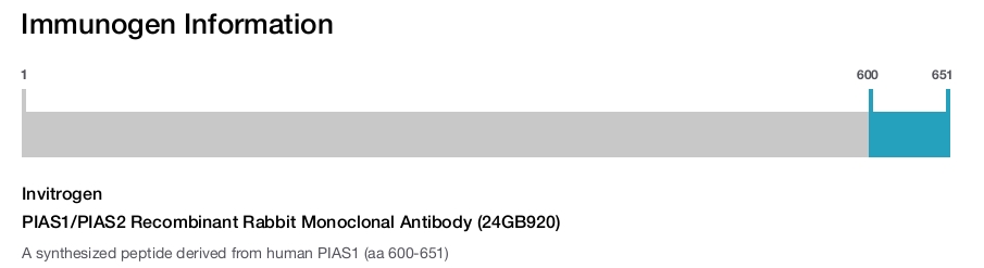 PIAS1/PIAS2 Recombinant Rabbit Monoclonal Antibody (24GB920)