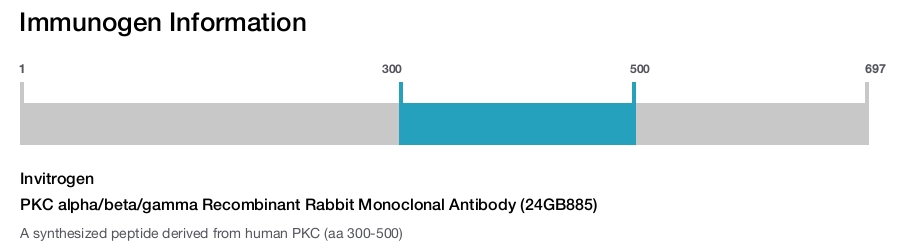 PKC alpha/beta/gamma Recombinant Rabbit Monoclonal Antibody (24GB885)
