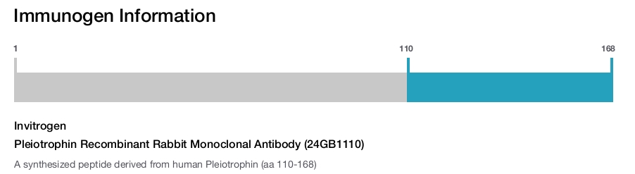 Pleiotrophin Recombinant Rabbit Monoclonal Antibody (24GB1110)