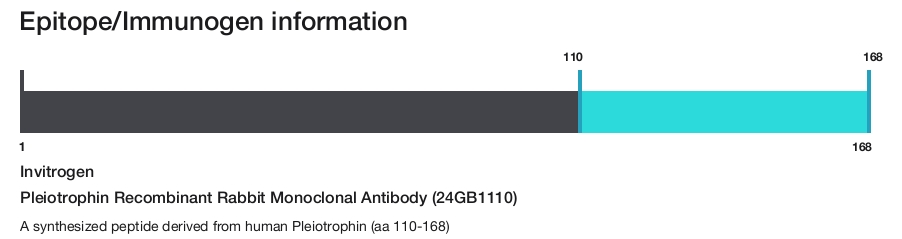 Pleiotrophin Recombinant Rabbit Monoclonal Antibody (24GB1110)