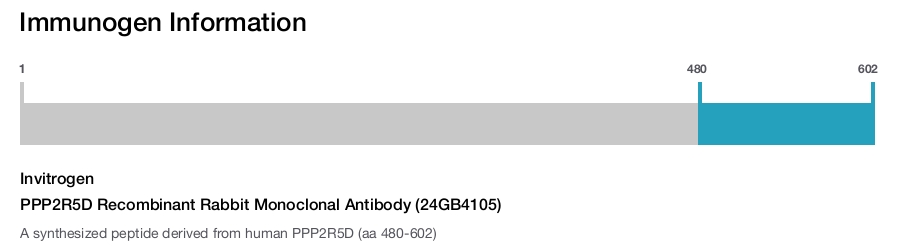PPP2R5D Recombinant Rabbit Monoclonal Antibody (24GB4105)