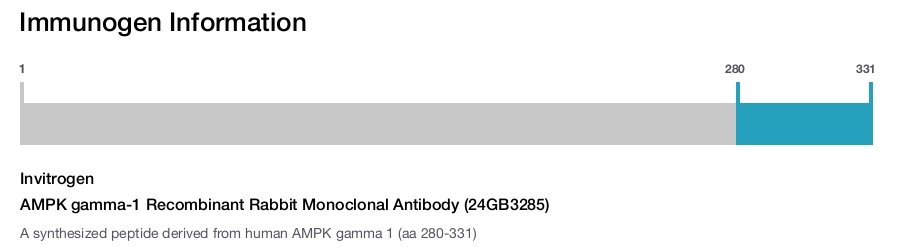 AMPK gamma-1 Recombinant Rabbit Monoclonal Antibody (24GB3285)